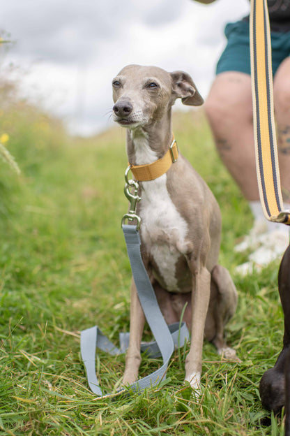 Fabric Collars