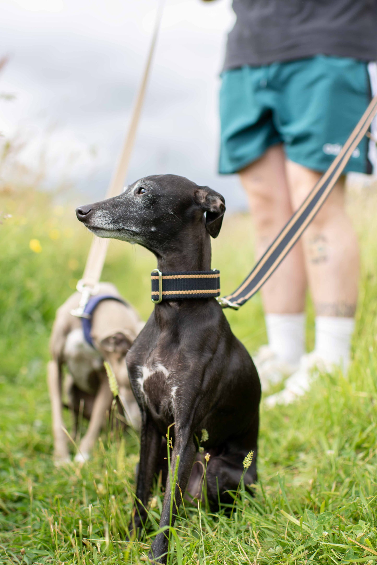 Fabric Collars