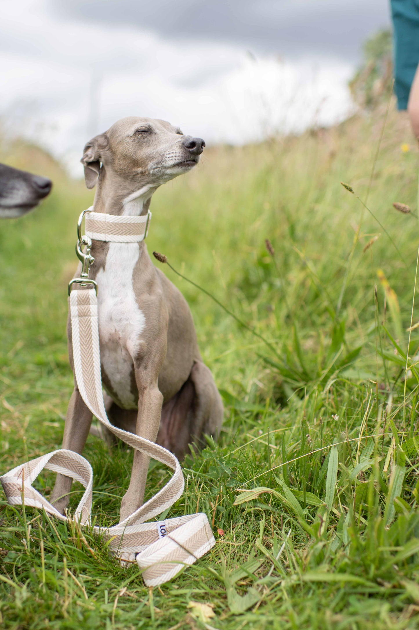 Fabric Collars