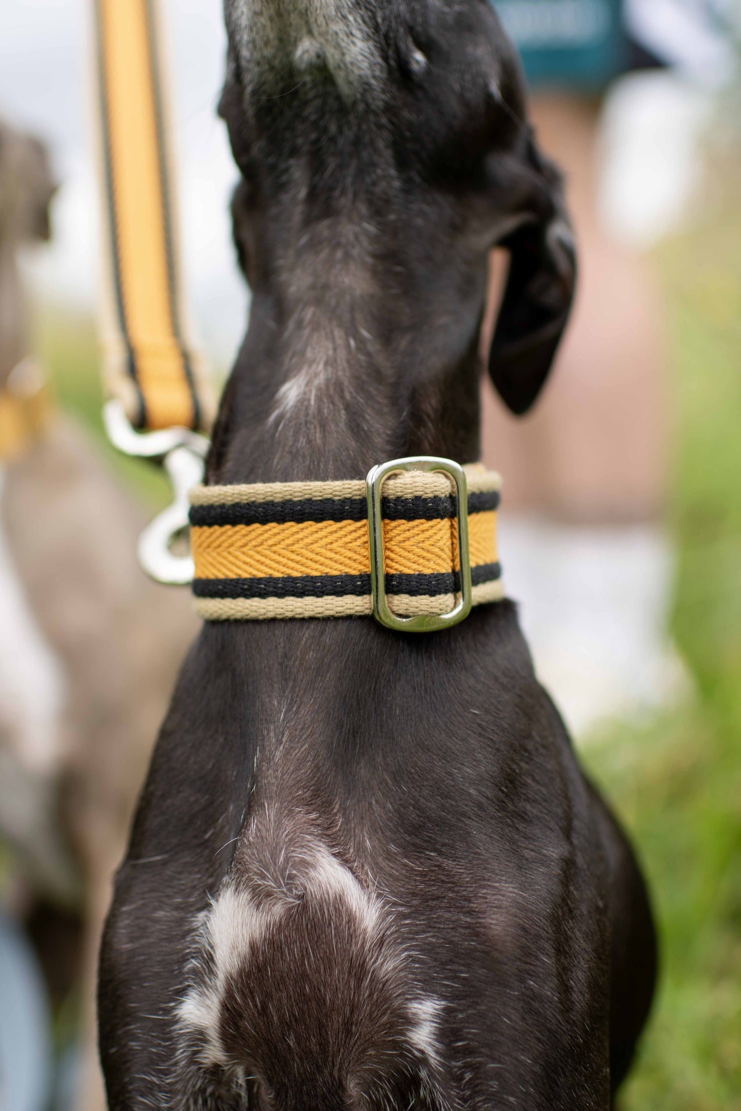 Fabric Collars