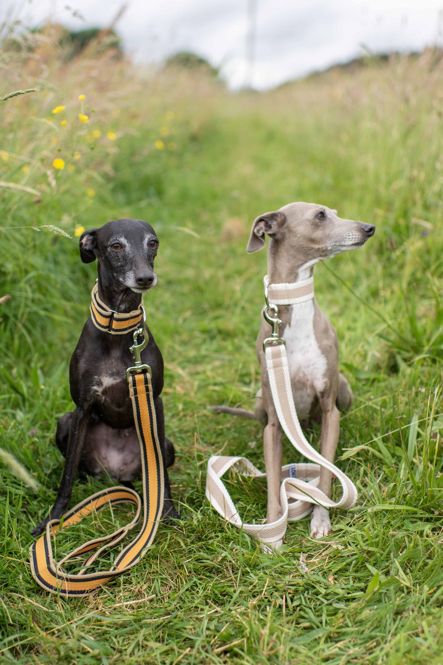 Fabric Collars