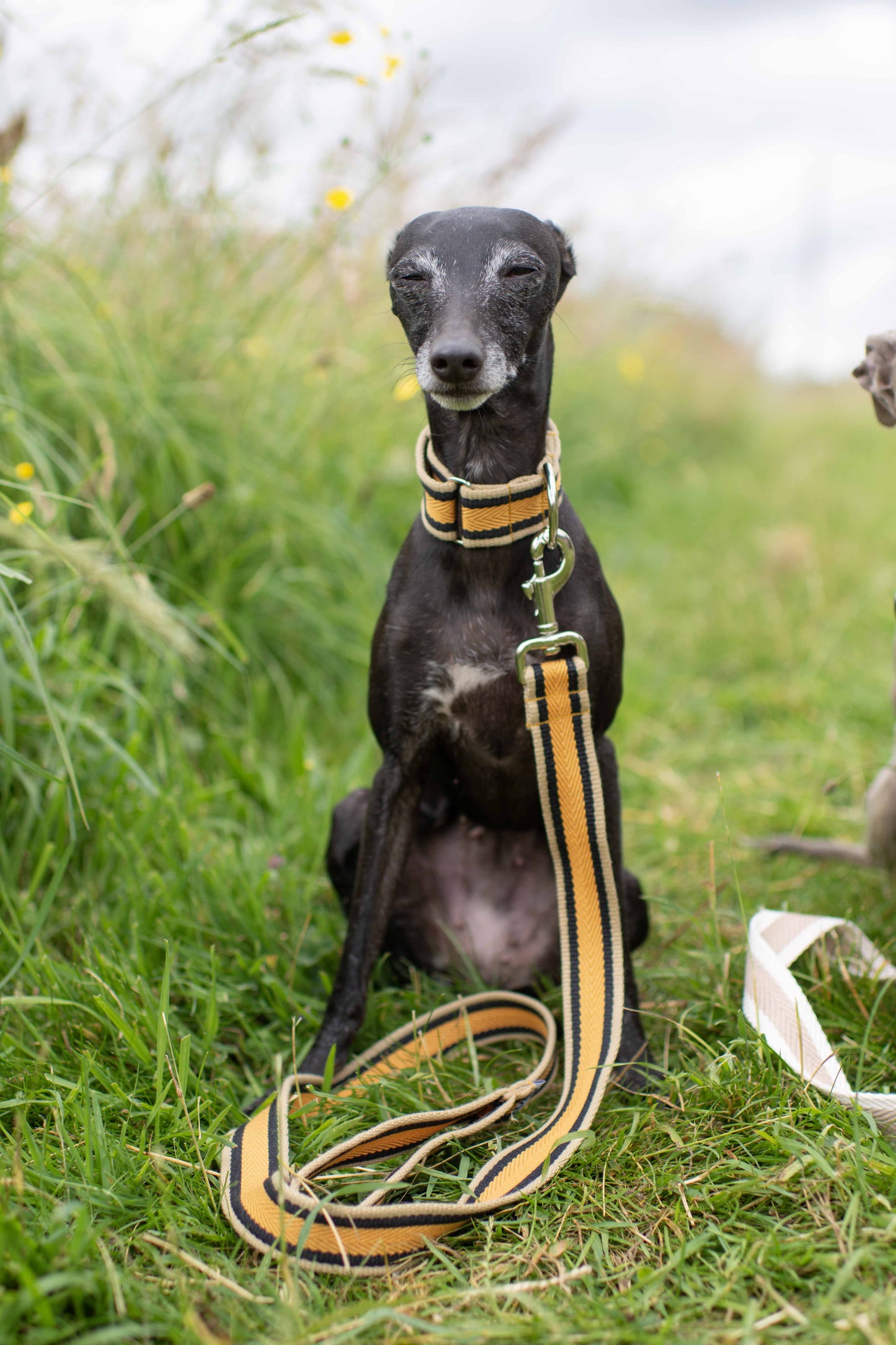 Fabric Collars