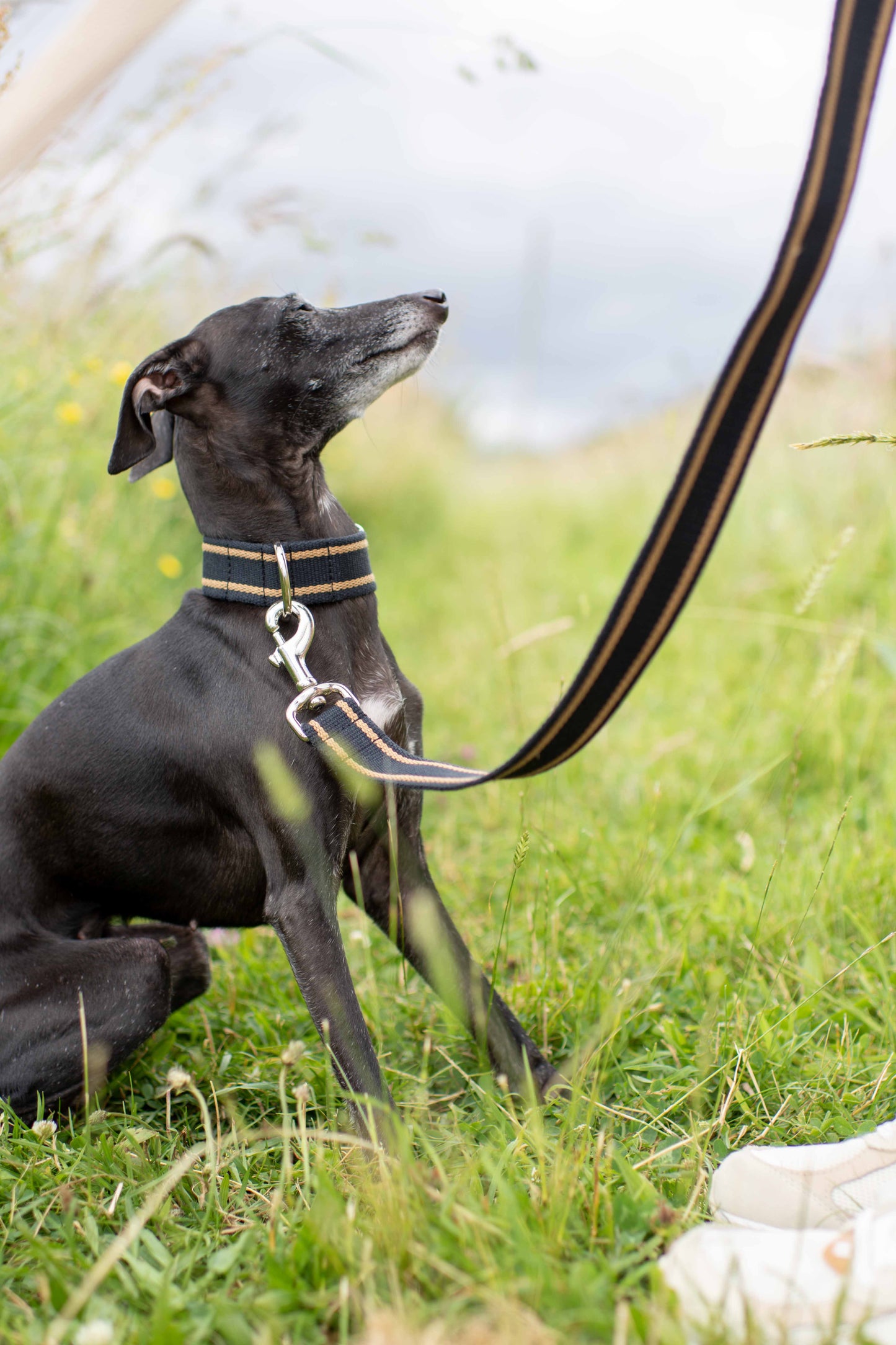 Fabric Collars