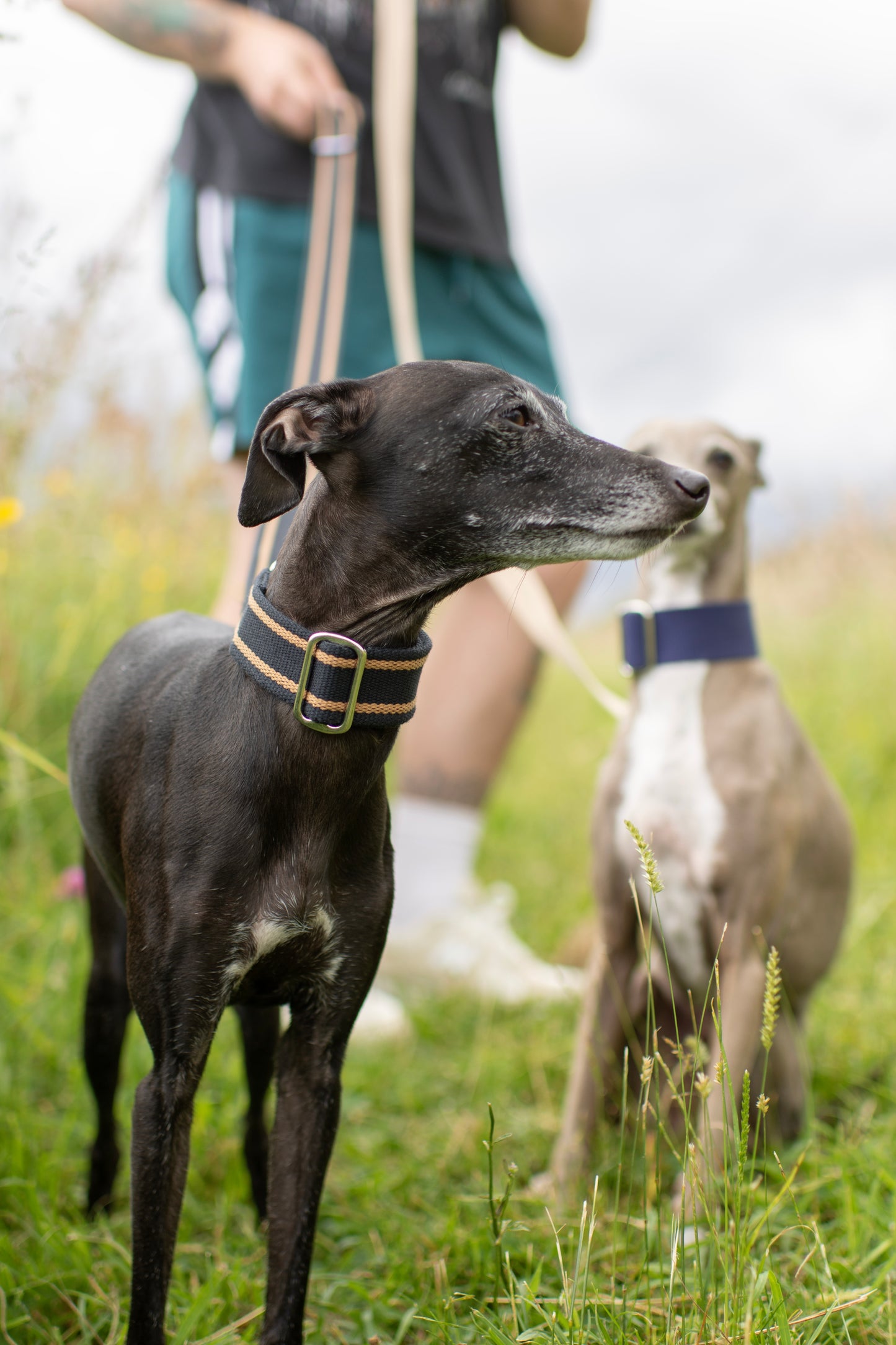 Fabric Collars