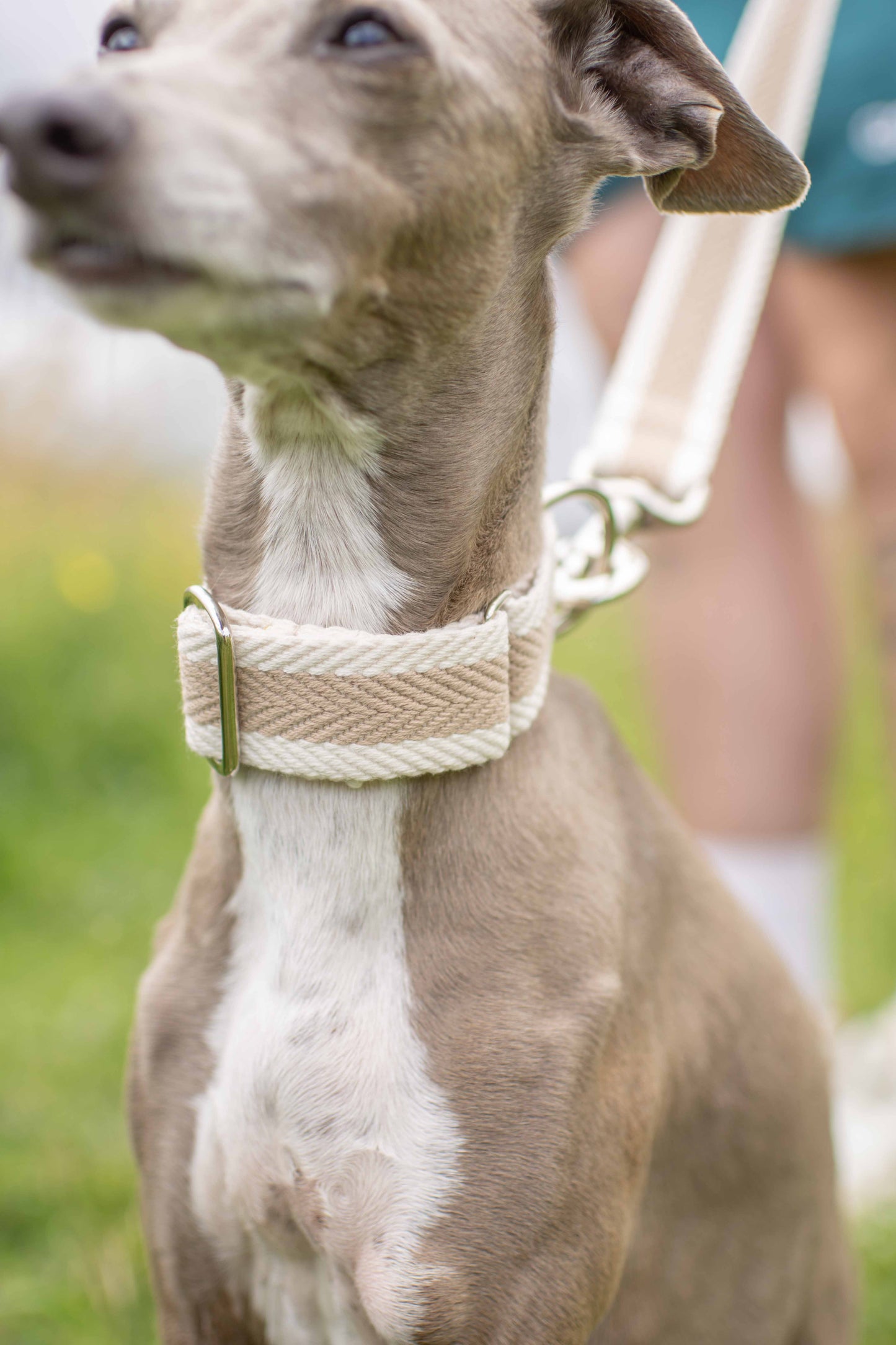 Fabric Collars