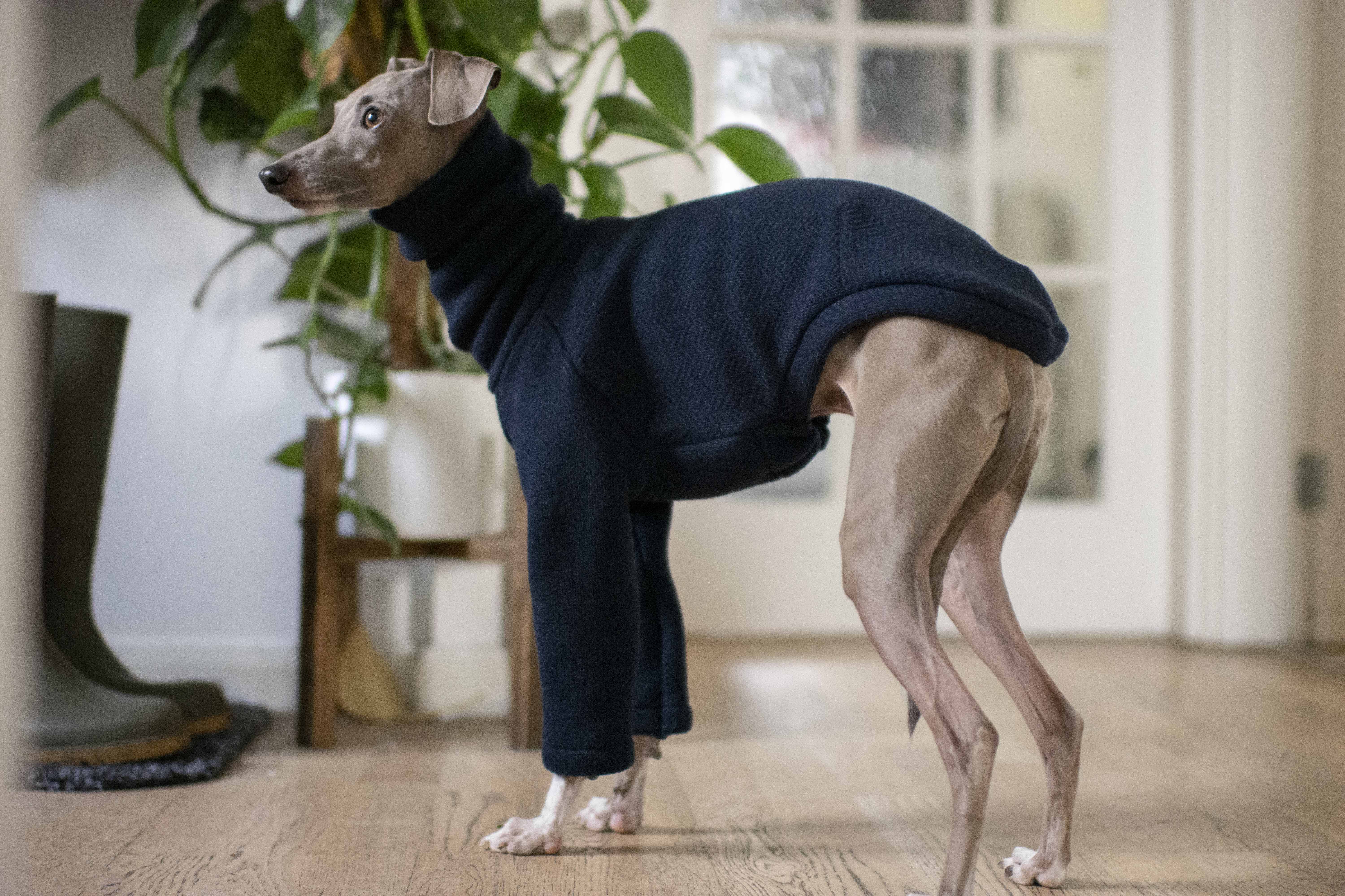 sighthound jumper